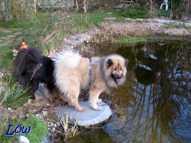 24.3.2019 -  Dwix und Howard entdecken den Teich